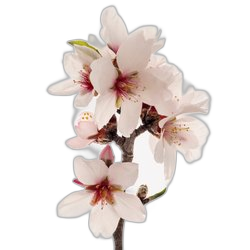 Apricot Blossom